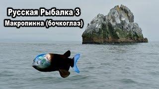РР3. Макропинна (бочкоглаз). Квест редкости.