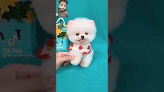 https://youtube.com/shorts/yi9Ba9kgoGs?si=3s8oKSCoukpQohWd