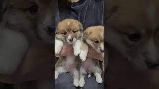 НАМ МЕСЯЦ! Щенки Корги. Одесса.