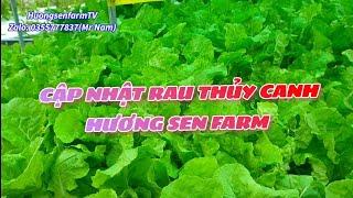 Cập nhật rau thủy canh Hương Sen Farm