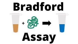 How to determine the Protein Concentration with the Bradford Assay