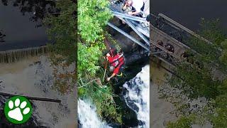 Heroic Firefighter Braves Waterfall To Save Dog