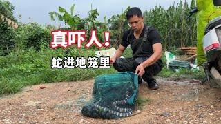 The young man found that there was movement in the fish cage  and a silver ring snake was swimming