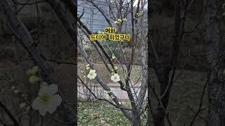매화 드디어피었구나 #봄꽃 #매화꽃