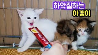 츄르먹으며 하악질하는 아깽이, a muttering baby cat