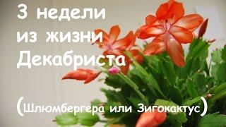 3 недели из жизни Декабриста. Зигокактус, Шлюмбергера. Schlumbergera