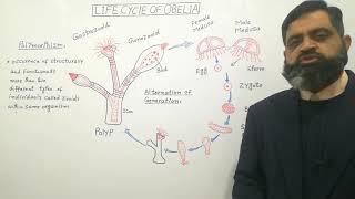 Life cycle of Obelia English medium @prof.masoodfuzail| Polymorphism English medium | Obelia