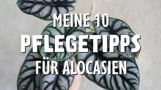 Kennst du diese top 10 Pflegetipps für deine Alocasia?