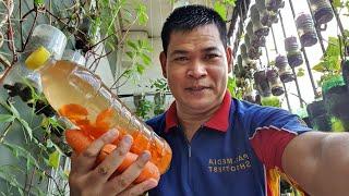 CARROT, BEST FERTILIZER: PAMPABULAKLAK AT PAMPABUNGA (with ENG subs)