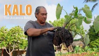 Kalo: The Ancestor Root (with Lono)