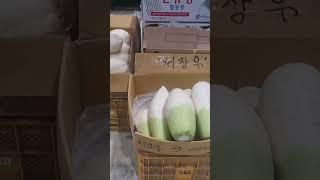 저장무 !!! Radish !!! #재래시장 #food #market #도매시장#인천