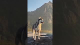 #wolf on #mountains wolf voice mail #support #feed #short #reel #feed #wildlife #animals #reel