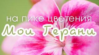 Мои герани на пике цветения и... прогулки с собакой