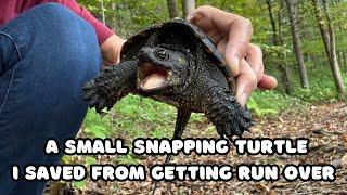 I helped a Snapping Turtle - Joe's Rock Wrentham Massachusetts