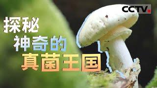 中法合拍纪录片！带你探索神秘的真菌王国 见证自然的微观奇迹《神奇的真菌世界》【CCTV纪录】