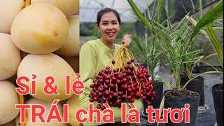 mua chà là ăn trái tươi ở đâu @DieuNgocchala @0358392227 #0915 061 058