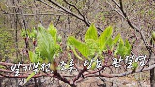 유황성분 듬뿍, 발기부전, 당뇨, 췌장암에 좋은 약나무.