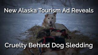 New Alaska Tourism Ad Reveals Cruelty Behind Dog Sledding