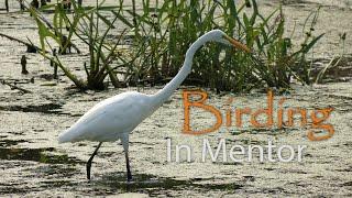 Speaking of...Birding In Mentor