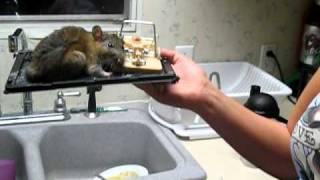 Big Rat in Glue Trap