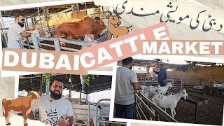 Dubai Bakra Mandi 2024 | Price Kia Hai | Cattle Market Dubai