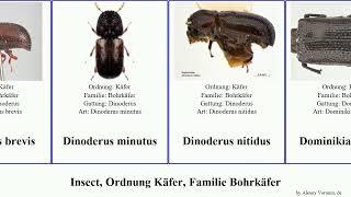 Insect, Ordnung Käfer, Familie Bohrkäfer lichenophanes dinoderus brevis japonicus minutus linearis