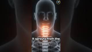 Did You Know About Fun Facts || RMI #facts #amazingfacts #rmi #mystery #viral #shortvideo #shorts