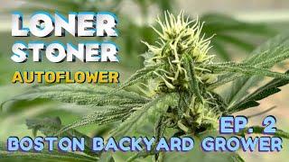 Autoflower Cannabis Outdoor Grow 2024 Week 3-5 | Loner Stoner Autoflowers