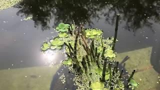 4400 Gallon Timber Frame Pond Update - Shubunkin Goldfish and Plants