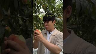 딱딱이 경봉복숭아 사전예약 받습니다! #경봉복숭아 #돌쇠네농산물