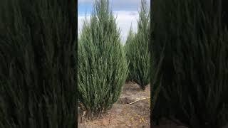 Можжевельник скальный из Питомника (Опт и Розница)