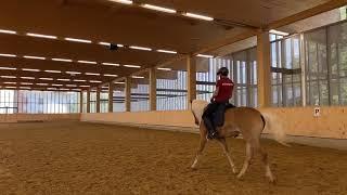 VERKAUFT | SOLD - Nikora | Wallach | 15 Jahre | Dressur, Springreiten und Fahrsport