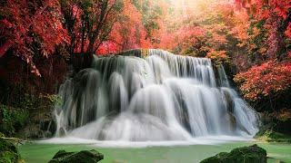 Best Melody of the Nature ForestPleasant Sounds of Piano Music with Flowing Stream & Bird Chiming