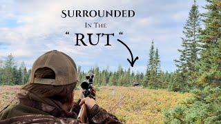 Moose Hunting During The Rut in Newfoundland ! ( Moose Everywhere! ) - Moose 2024 PT 1/2