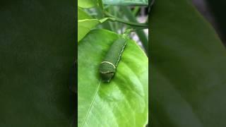 Aww worm #worms #insects #life #nature #green #viral #youtubeshorts #animals #vlog #trending #video