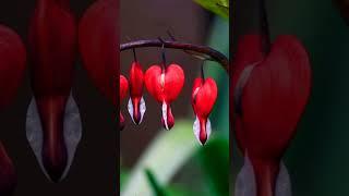 blooding heart flower in the world #factsinhindi #amazingfacts #flowers