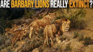 Are Barbary Lions Really Extinct?