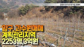 양구군 양구읍 군량리 - 사과과수원/계획관리지역/가축사육제한구역/2,253평/3억원