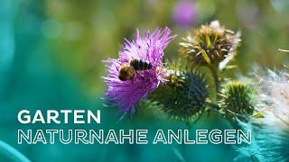 Naturnaher Garten - So unterstützen wir Wildbienen, Hummeln & Schmetterlinge durch Gartengestaltung!