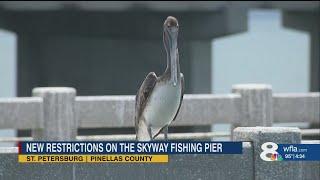 "They are dying": FWC hopes new Skyway fishing rules save pelicans