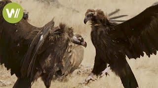 Crows and vultures: the scavengers' fight for the best bite