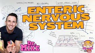 Enteric Nervous System | Neural Regulation of the Digestive System