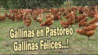 GALLINAS EN PASTOREO GALLINAS FELICES