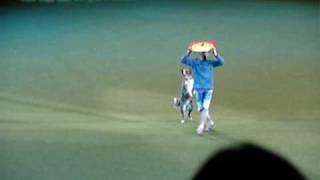 Crufts 2010, freestyle heelwork to music