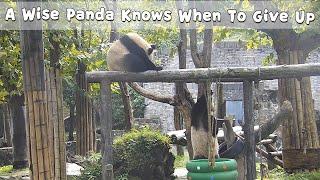 A Wise Panda Knows When To Give Up | iPanda