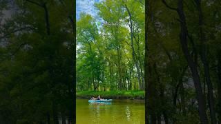 Beautiful Nature Life #viralvideo #trending #shorts #youtubeshorts #viral #nature #love