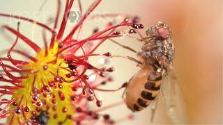 Cape Sundews Trap Bugs In A Sticky Situation | Deep Look