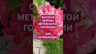 ВЫСОКАЯ обрезка метельчатой гортензии для начинающих садоводов #гортензии #shorts #garden
