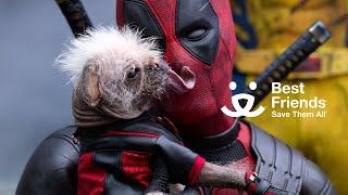 Marvel Studios’ Deadpool & Wolverine | Best Friends Animal Society – Pet Adoption PSA