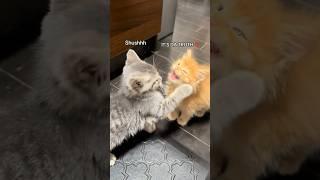 Po  & Tato  DRAMA‼️ #babykittens #kitten #funny